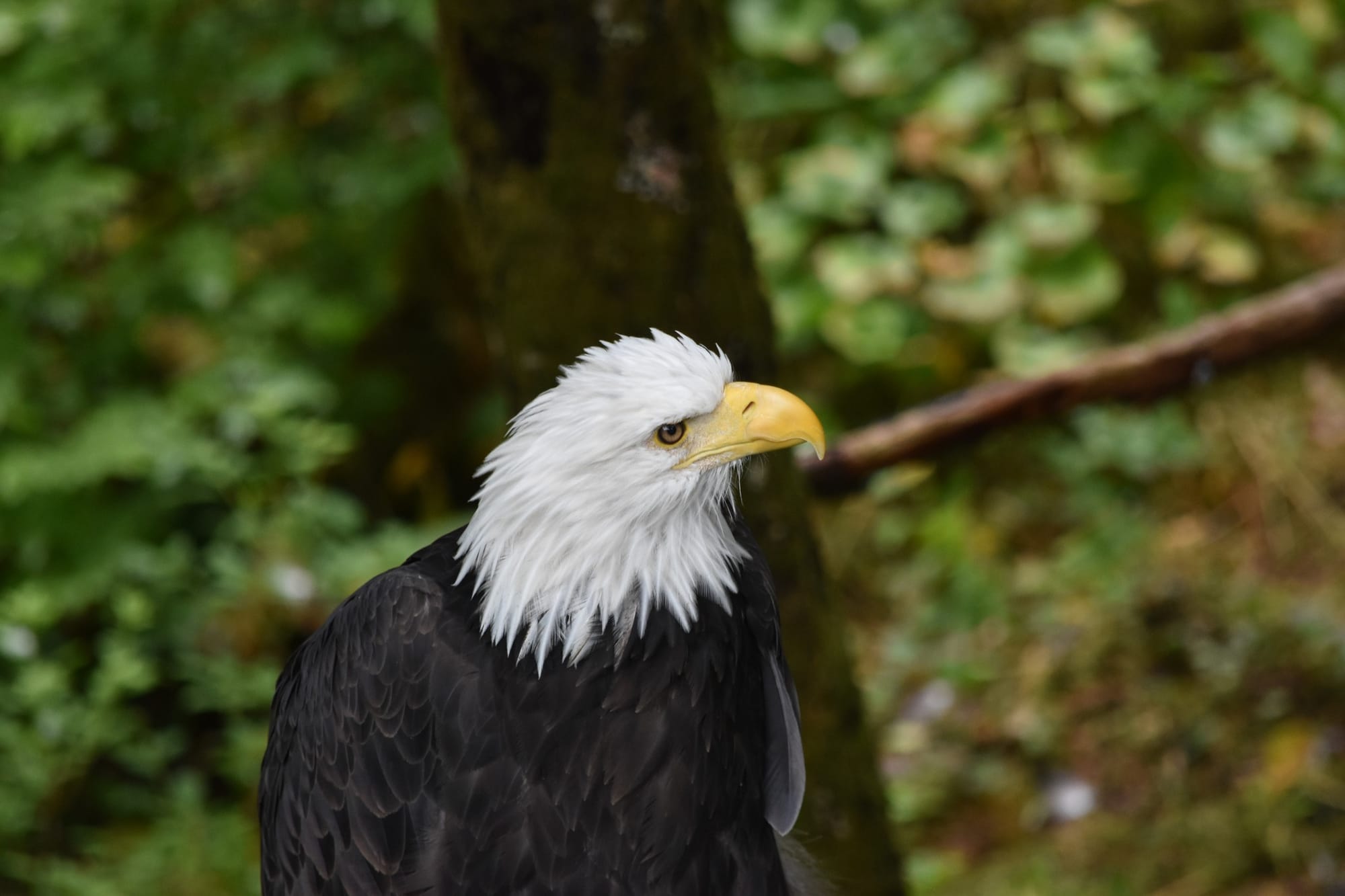 Bald eagle, Sitka, photo 1