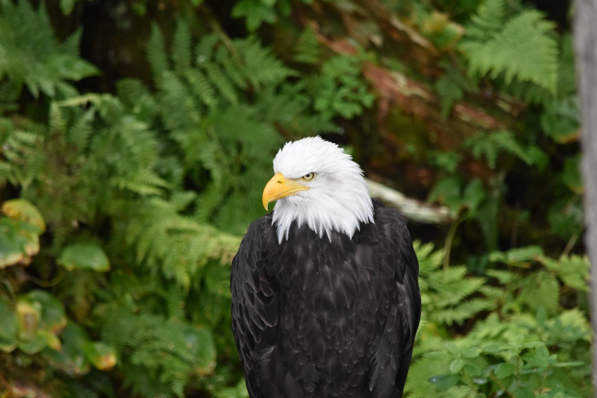 Bald eagle, Sitka photo 2