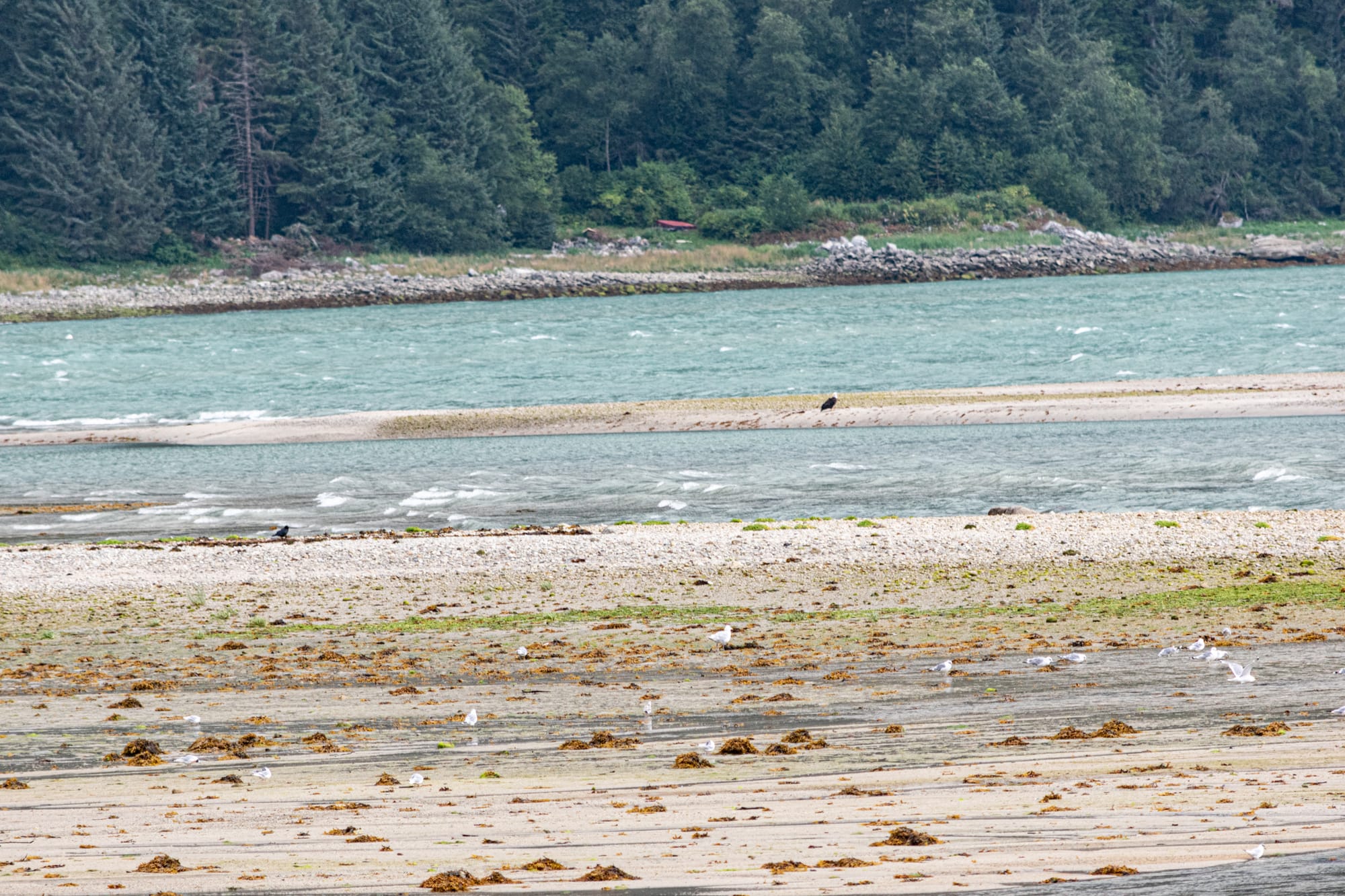 Not so great bald eagle photo. The brown spot with a white head on the sand bar.