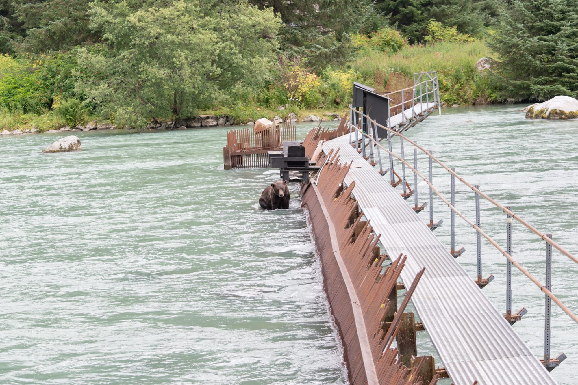 Photo of Lulu the bear, Haines, Alaska