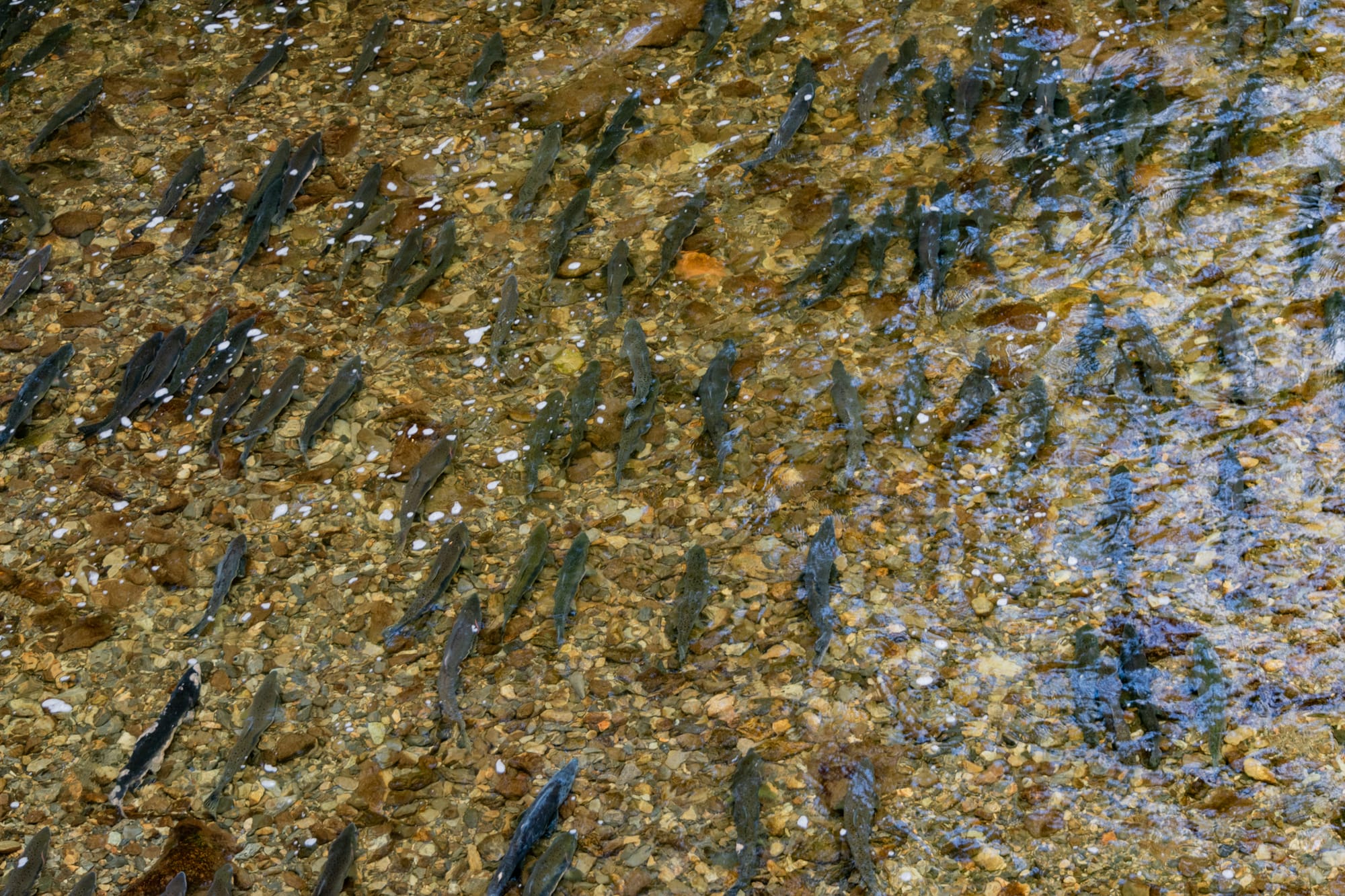 Photo of Migrating salmon, Sitka.