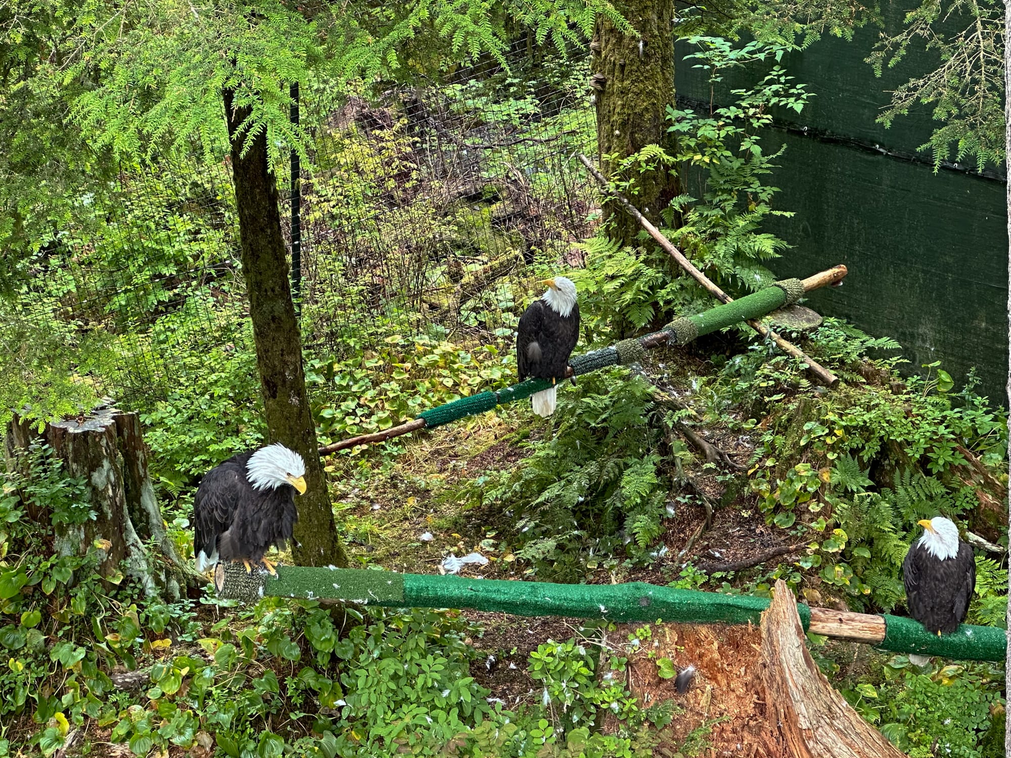 Photo of Eagles in sanctuary, Sitka