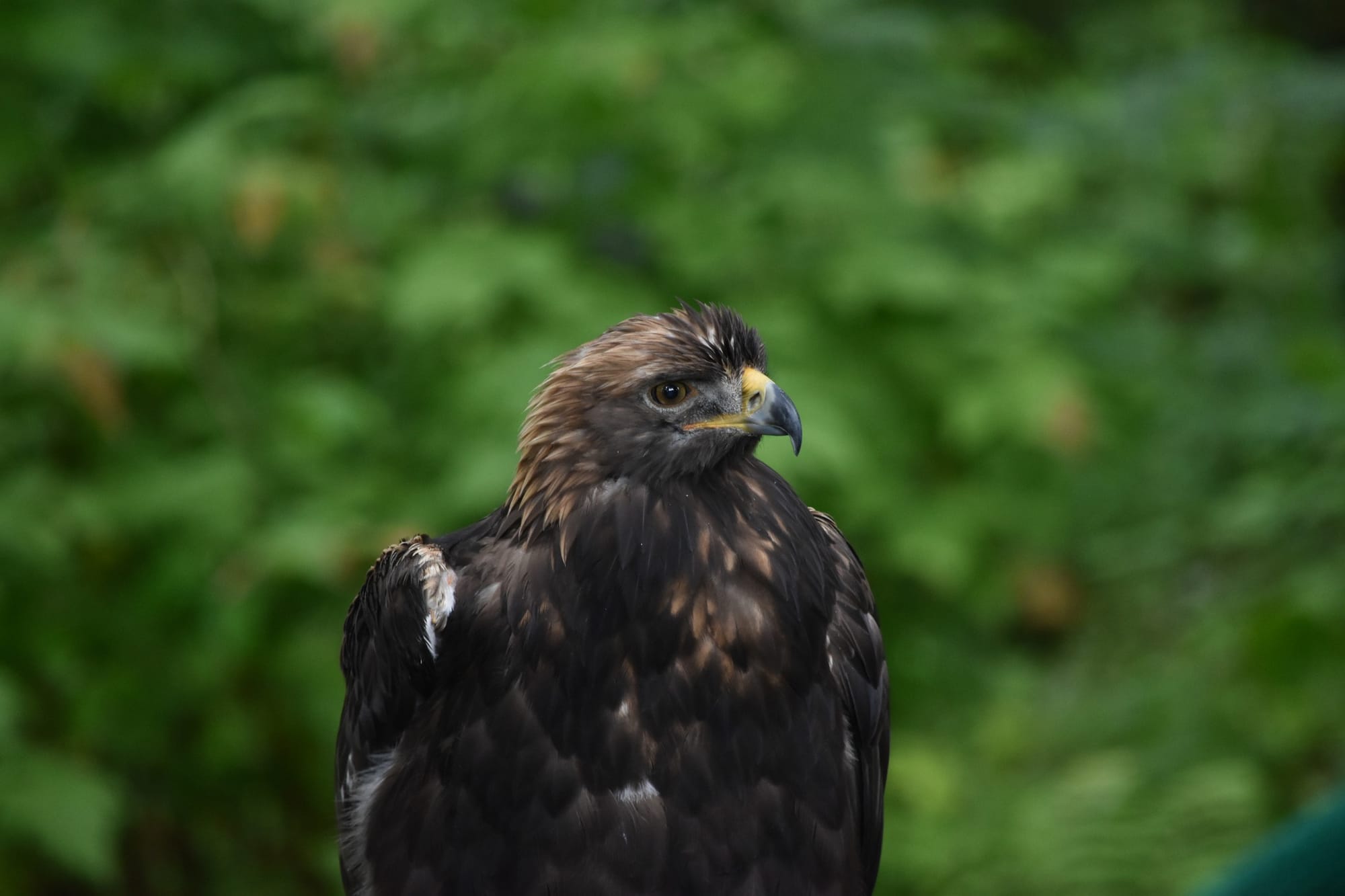 Golden eagle, Sitka