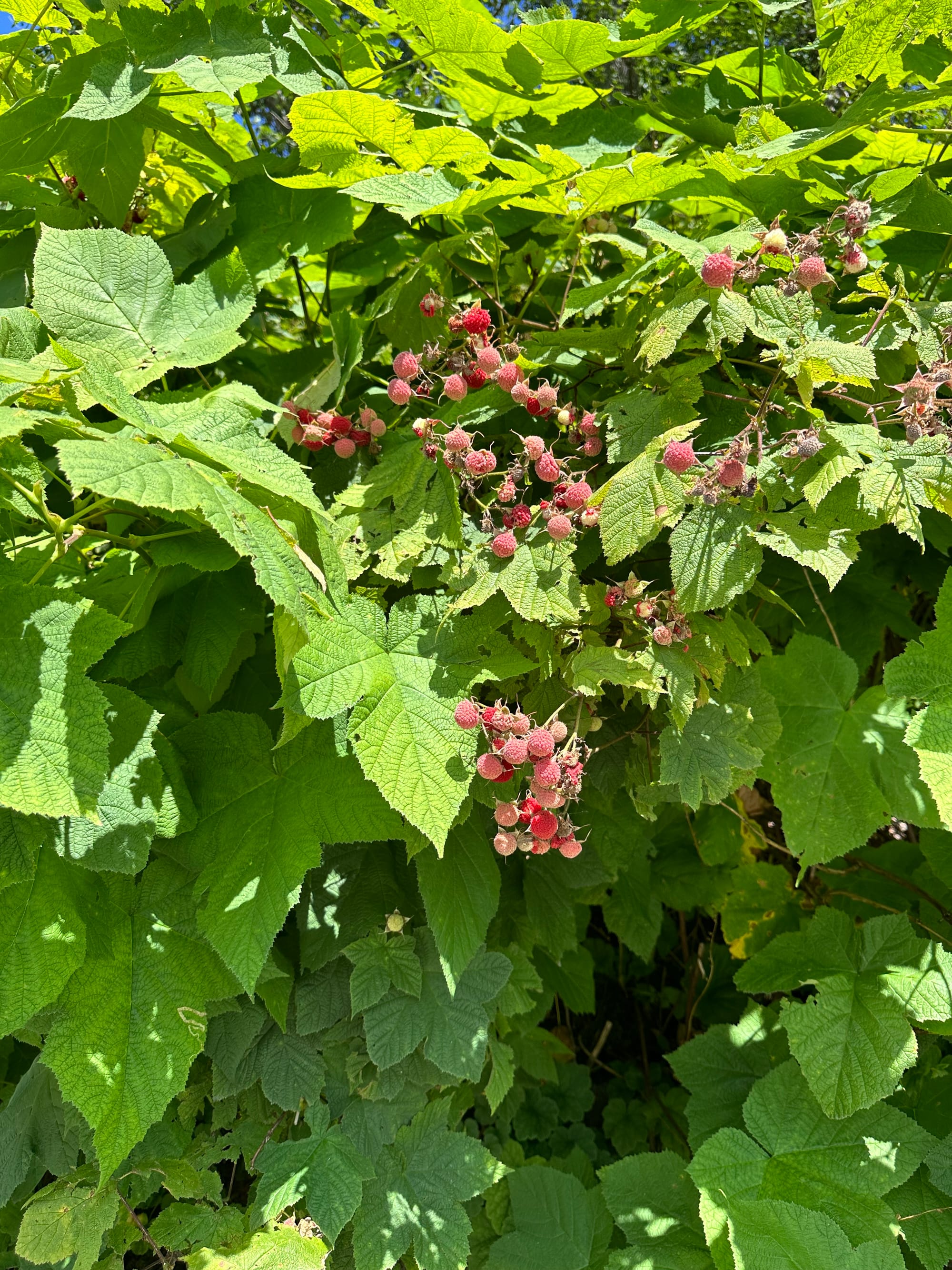 Thimble berries growing in Juneau.