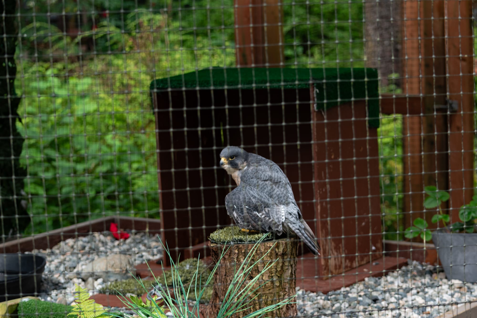 Photo of recovering peregrine falcon in outdoor covered enclosure