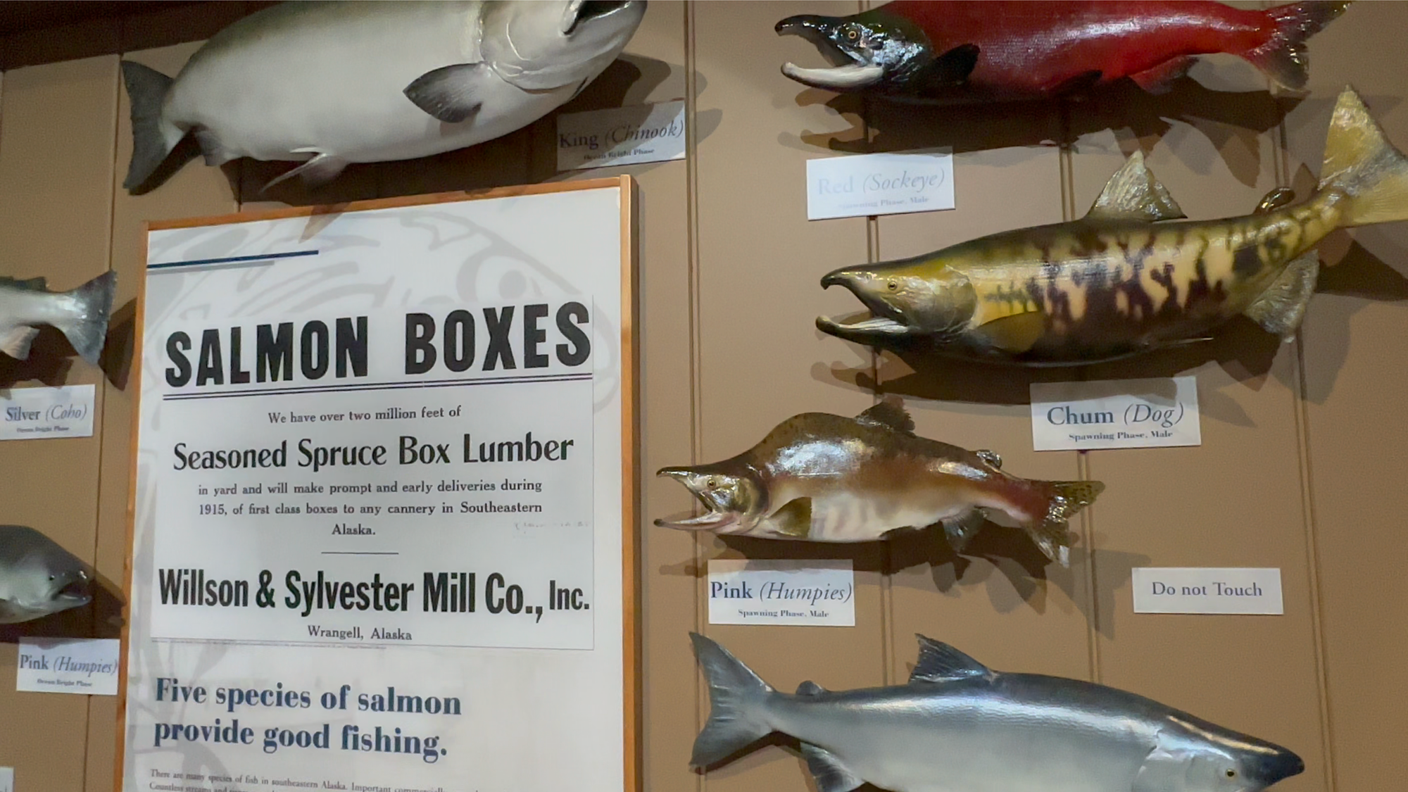 Photo of Wrangell Museum salmon display