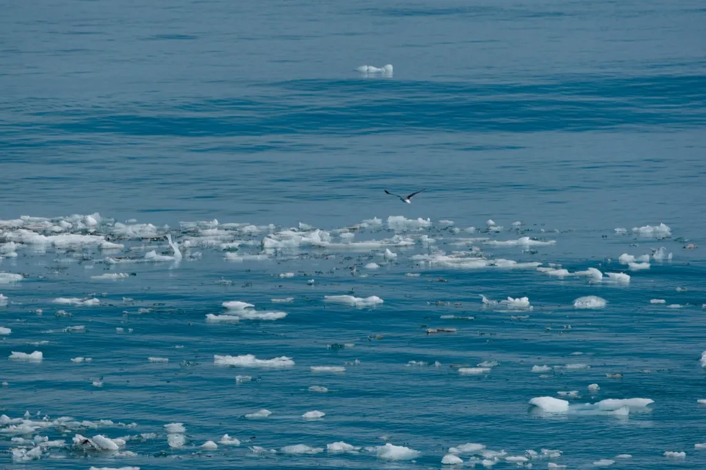 Photo of sea gull flying over ice