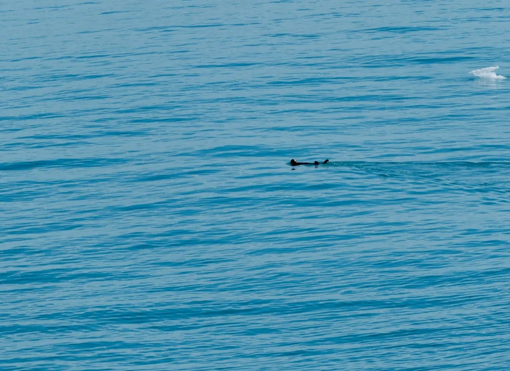 Photo of sea otter chillin'