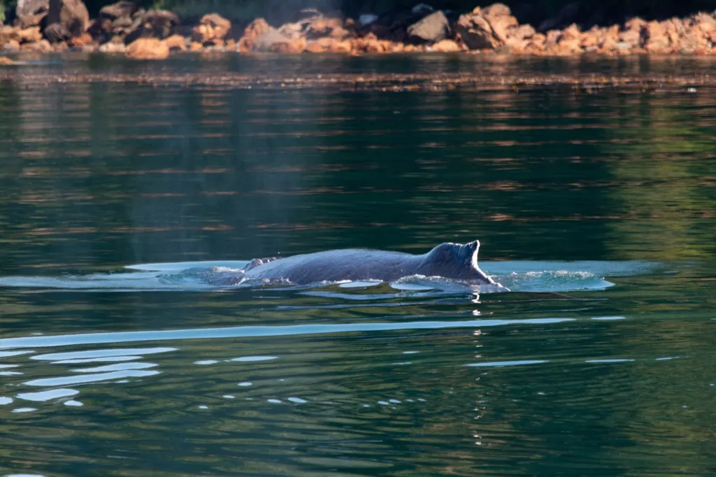 Photo of humpback whale