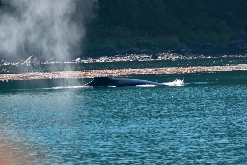 Photo of another humpback whale