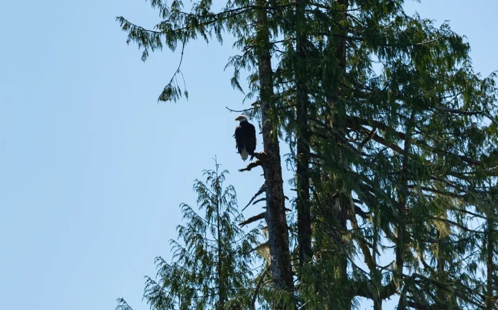 Photo of Bald eagle in the sun