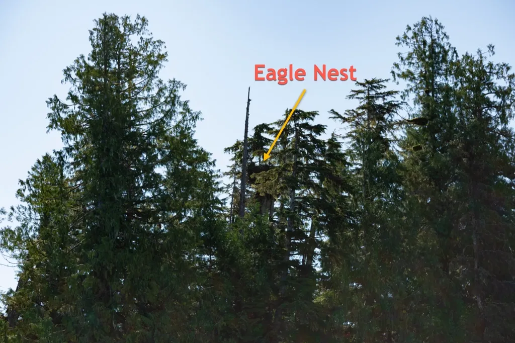 Photo of eagle nest