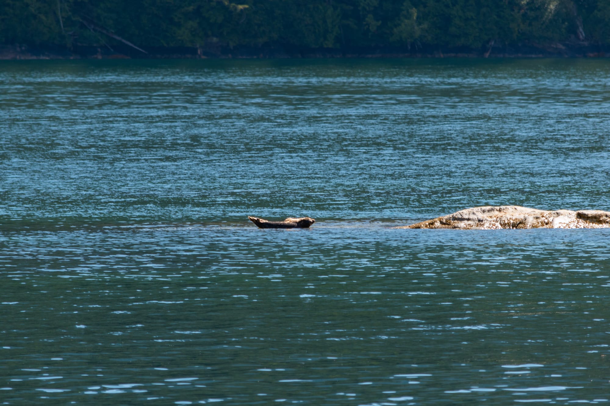 Photo of sea lion sunning