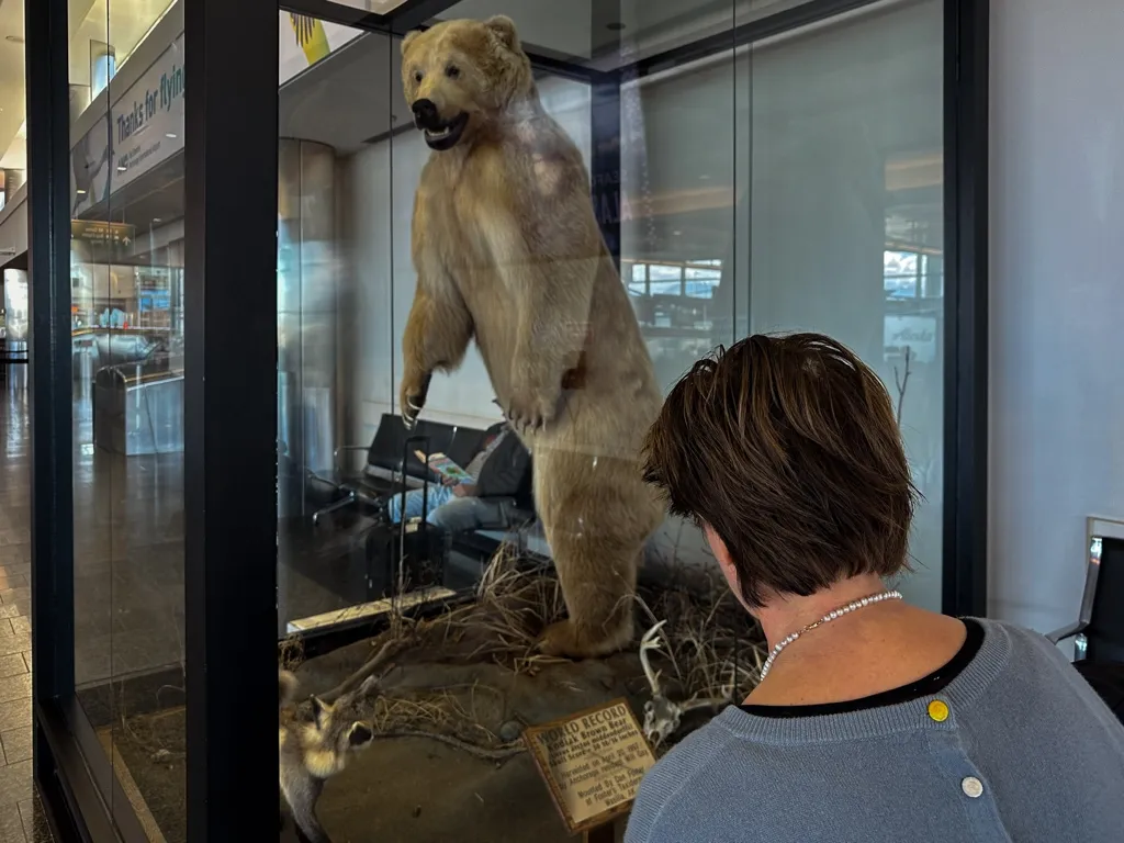 Photo of record Kodiak bear at the Airport