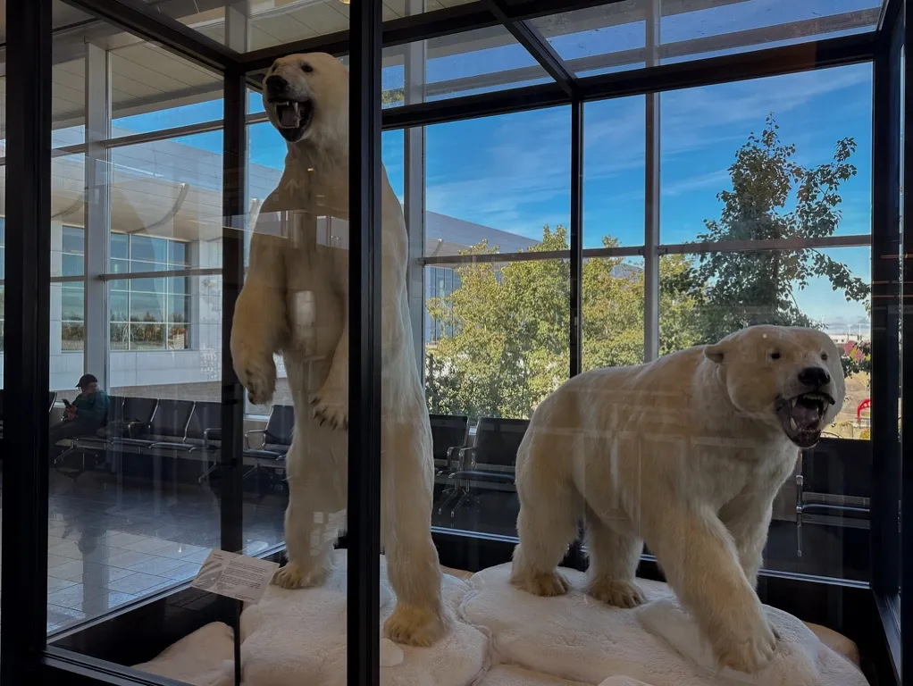 Photo of a polar bear diorama at the Airport