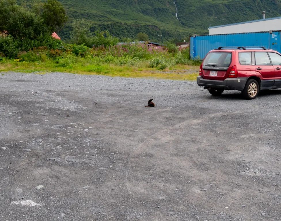 Photo of a bunny in a parking log