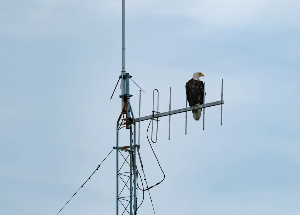 Photo of a resting bald eagle in Valdez