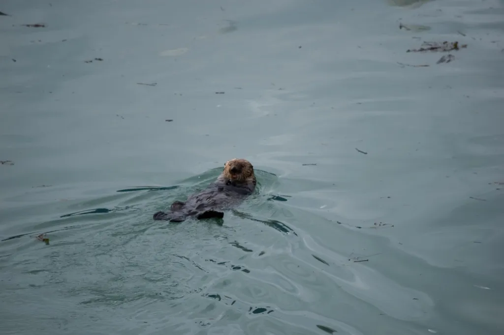 Photo of Sea otter swimming in Valdez Harbor