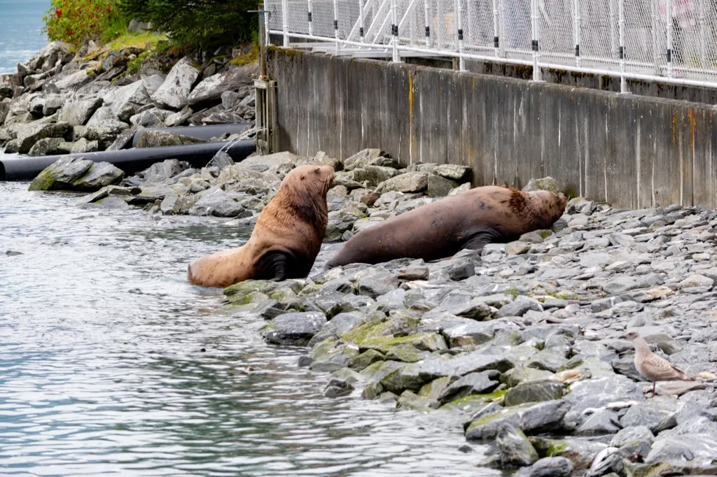 Photo of sea lions in a food coma