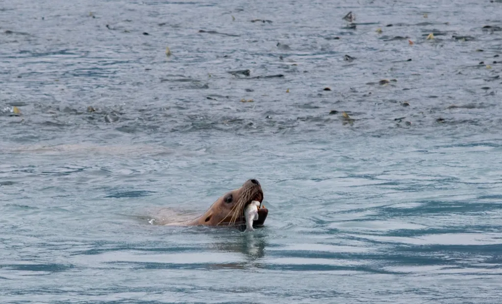 Photo of sea lion munching a salmon