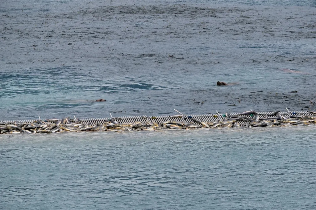 Photo of a sea lion enjoying unlimited salmon