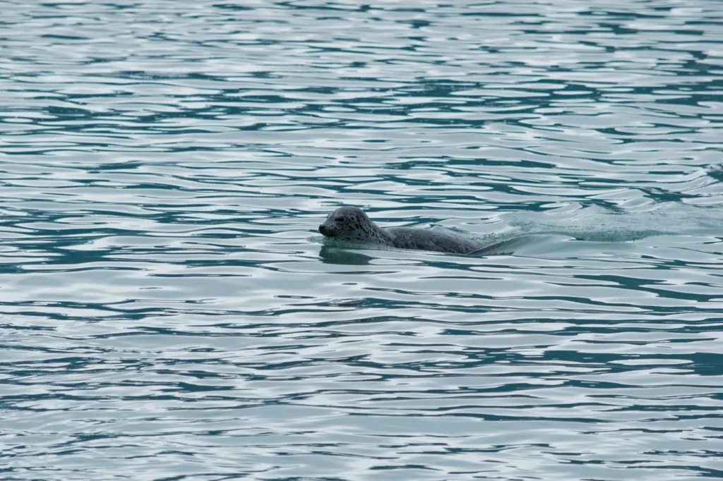 Photo of young sea lion