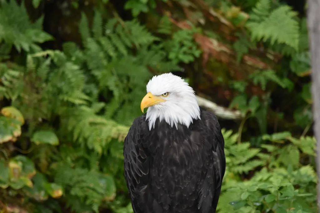 Photo of bald eagle at the Raptor Sanctuary in Sitka