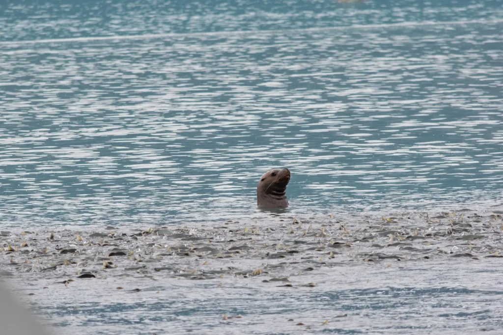 Photo of a sea lion surrounded by a sea of salmon