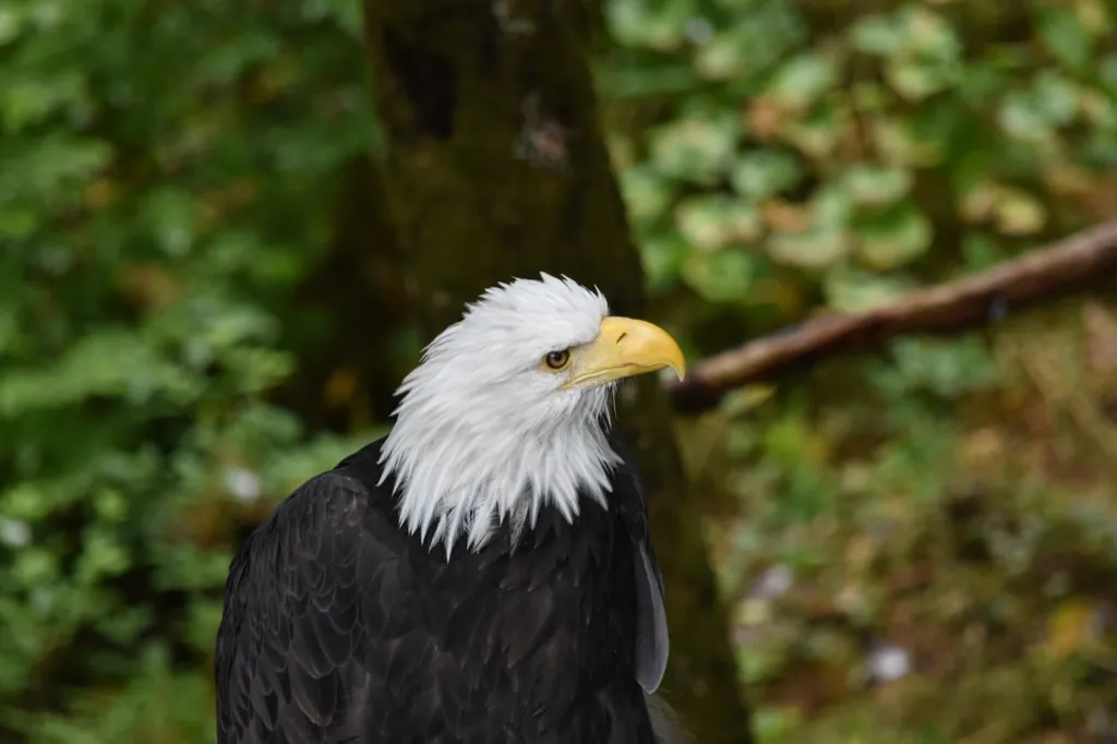 Photo of bald eagle in Sitka Raptor Center